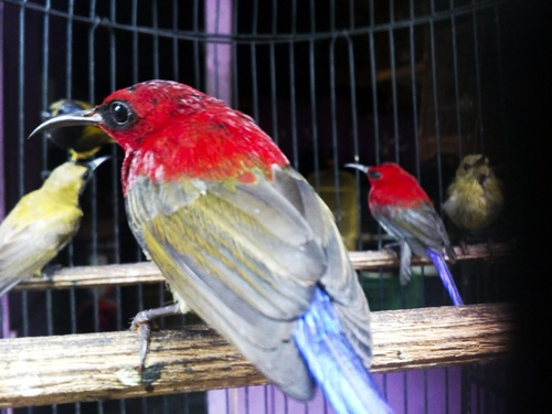 Approximately 1,500 Illegal Birds On Sale in Muntilan Wildlife Market, Magelang, Central Java (May 24, 2016)